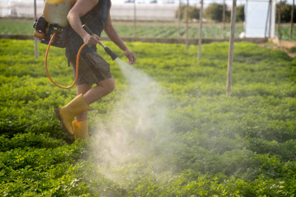 Best Wasp Removal Services  in Ballville, OH