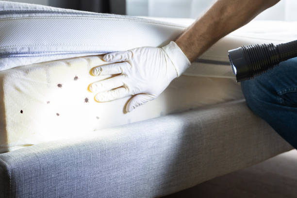 Best Ant Control Services  in Ballville, OH