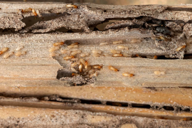 Best Best Pest Control Companies  in Ballville, OH