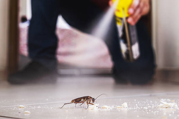 Best Insect Control  in Ballville, OH